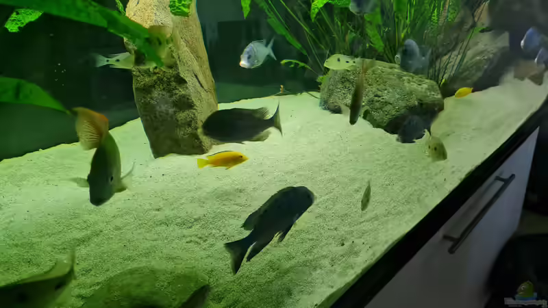 mittlerer Bereich von Dennis 80 (3)