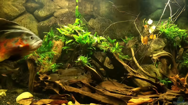 Mittlerer Bereich von Jonas B. (6)