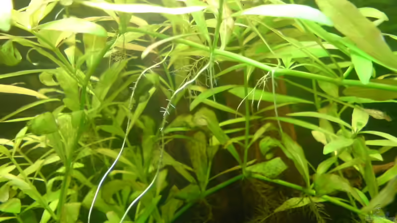 Mittlerer hygrophila polysperma am 25.07.2010 von Brownson (8)