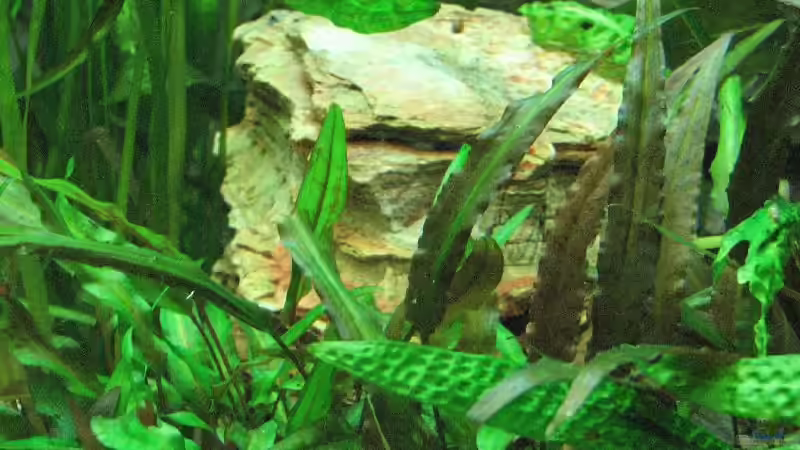 mittlerer Pagodenstein - rechts im Becken von Bämbel (30)