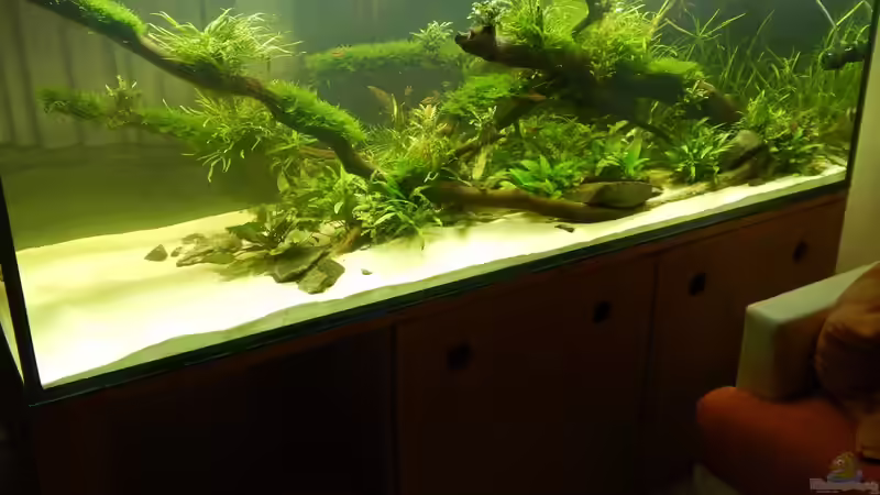 Mittlerweile 3 Monate alt von Merotheq (15)