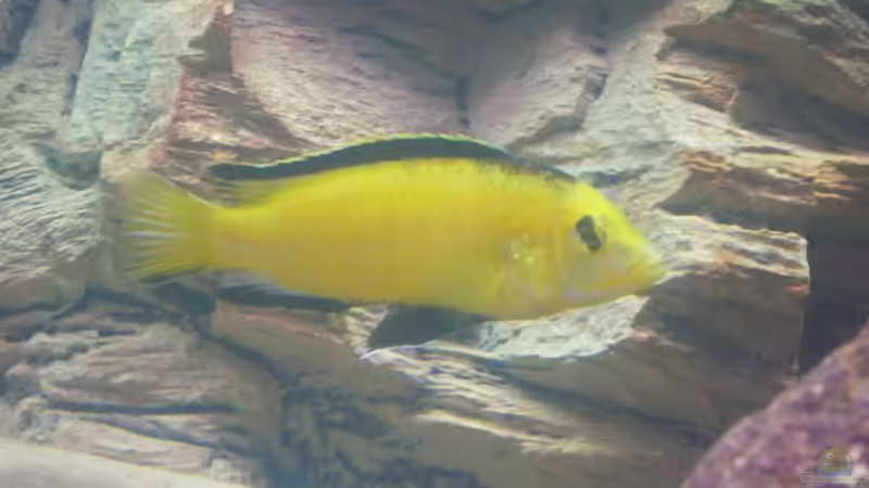 Mittlerweile der Herr im Haus von Michael Fischer (8)