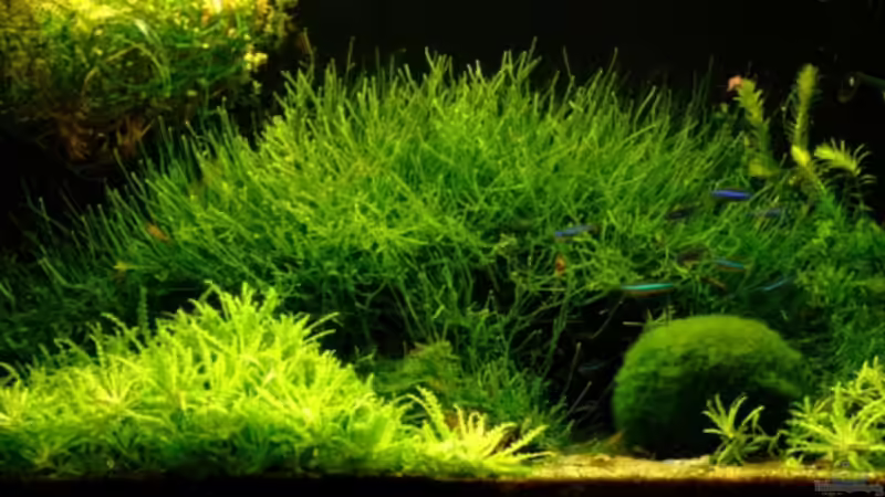 Mittlerweile ganz schön gewuchert! von Jürgen Bolz (1)