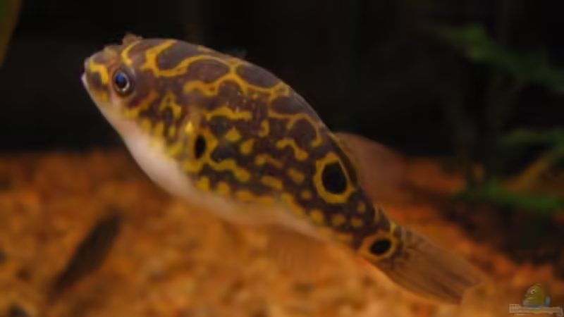 Mittlerweile hat er sich gut erholt und ist mal wieder voll gefuttert ;o)