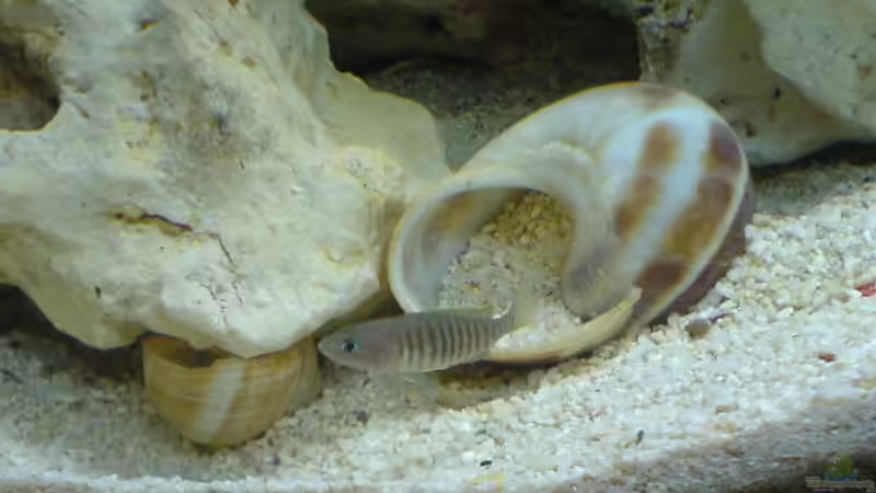 mittlerweile liegen vereinzelte Schneckenhäuser unter den Steinen  ;-) von Bastian Burger (11)