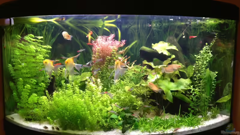 mittlerweile sind 8 Wochen vergangen von Nebukadnezar2k (7)