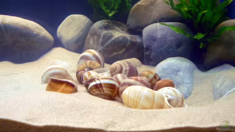 Mittlerweile sind es 25 ;) von gruengold (8)