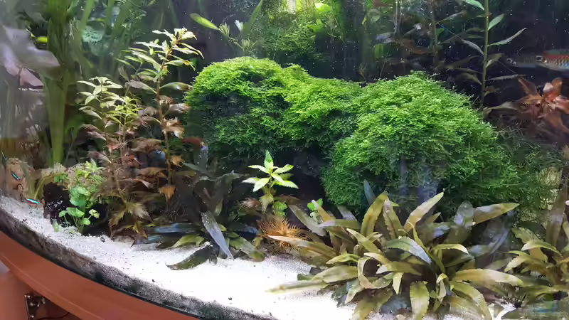 mittlerweile wird aus dem Christmasmoos ein richtiger Baum 25.09.2016 von Thomas Müller (42)