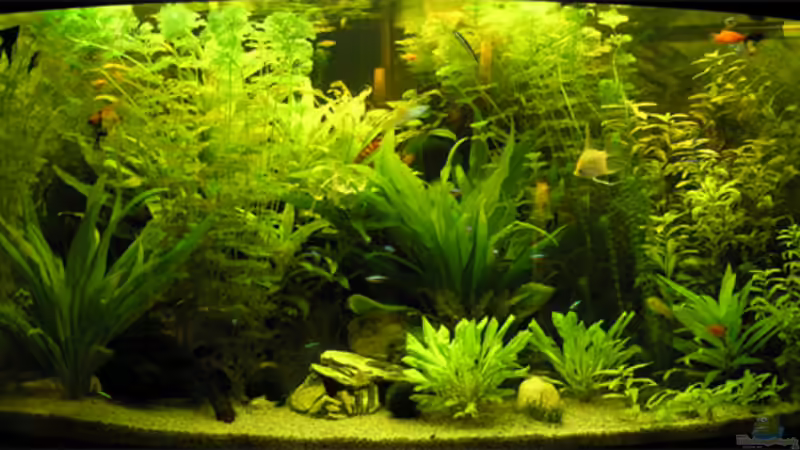 mittlerweile wuchert der Urwald! von Fossybear (6)