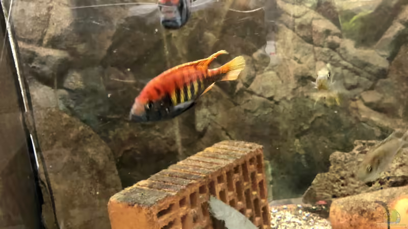 Mitwirkende für Arterhaltungsprojekte ??? nicht nur VICTORIASEE ??? gesucht