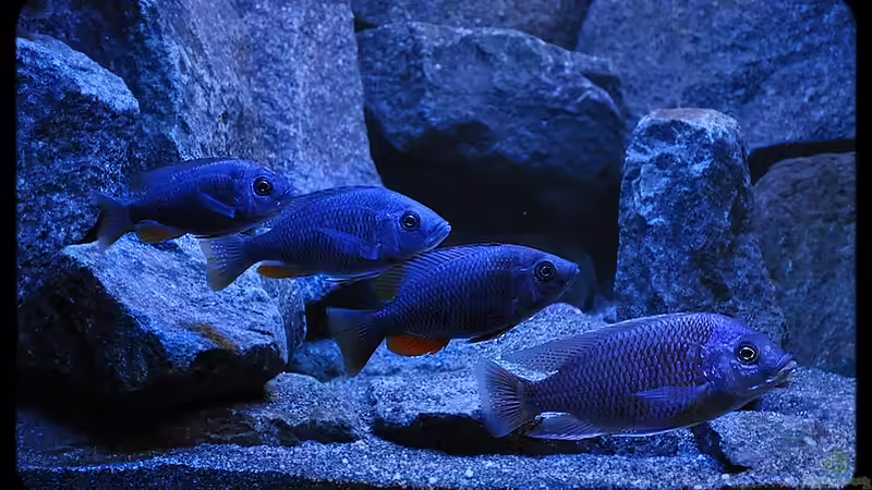 Mix (1) - ...meine Weiber stehen voll Hinter mir! :-) von ***ELLIS*** (79)