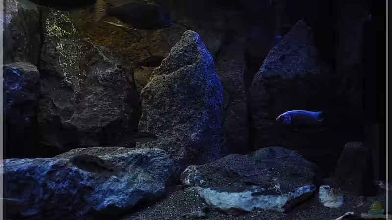 Mix (2) - munteres Beisammensein...:-)  von ***ELLIS*** (80)