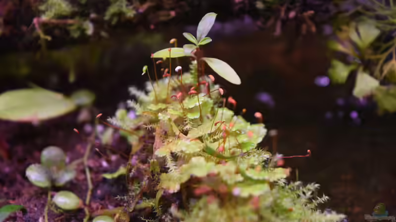 Mix aus Lebermoos und Leptodictyum riparium emers von Junglist (29)