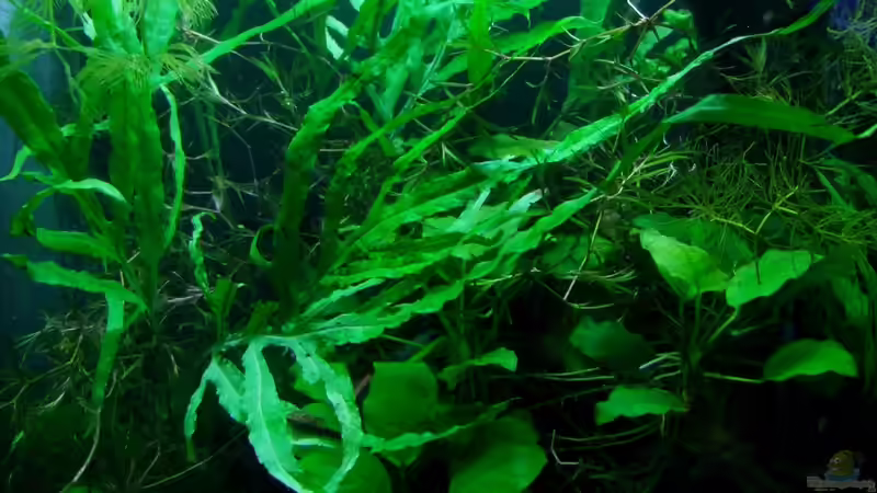 Mix aus robusten Pflanzen von Denise83 (7)