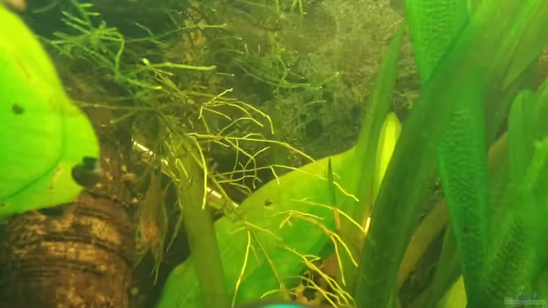 mix mit Armano von wid (7)