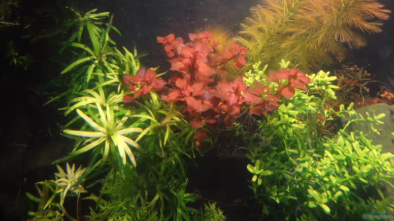 Mix von achim-cool (9)