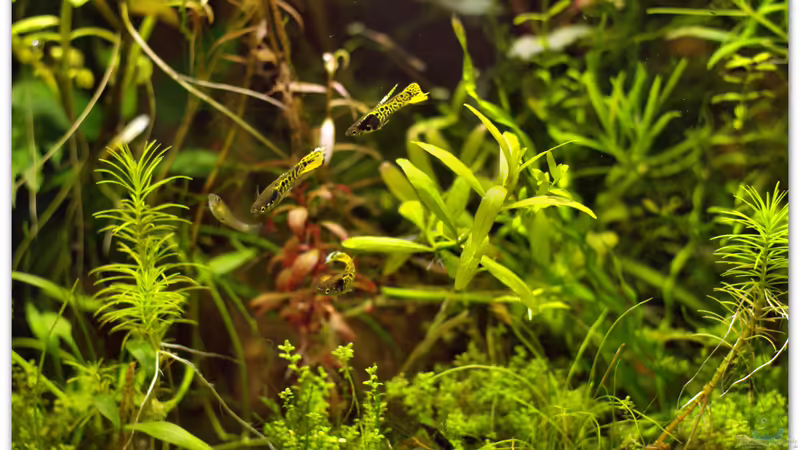 Mix von hotwheelz (12)