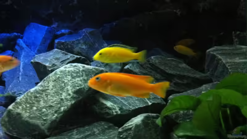 Mix von Jean-Paul Ambord (38)