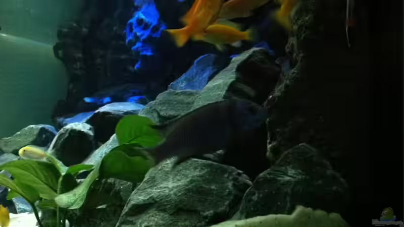 Mix von Jean-Paul Ambord (40)