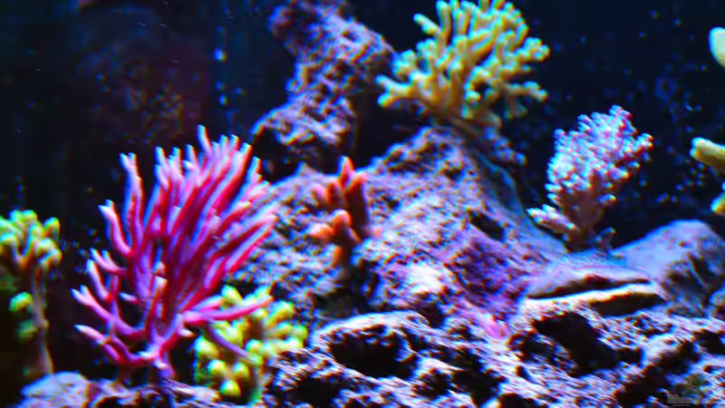 Mixed SPS von Brookshaw (38)