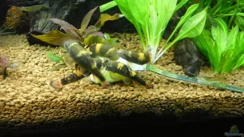 Mjam Mjam Gurke von Ferbi (37)