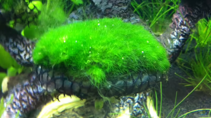 MK Woche 4 von RoZan (19)