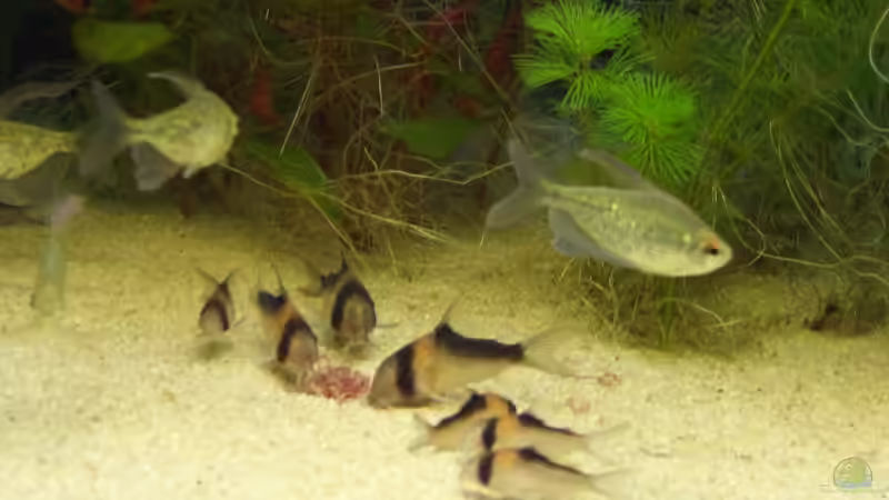 Mmhh lecker Tubifex von Susanne Reinecke (10)