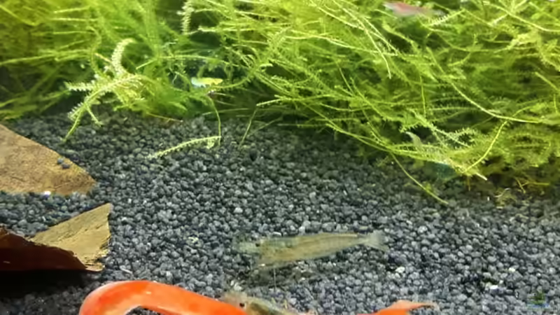 mmmh, lecker Paprika von Kaddi (33)