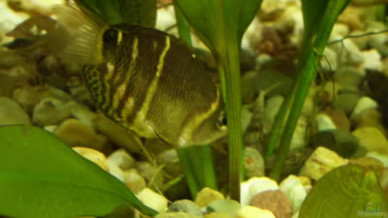 Einrichtungsbeispiele für Sphaerichthys osphromenoides