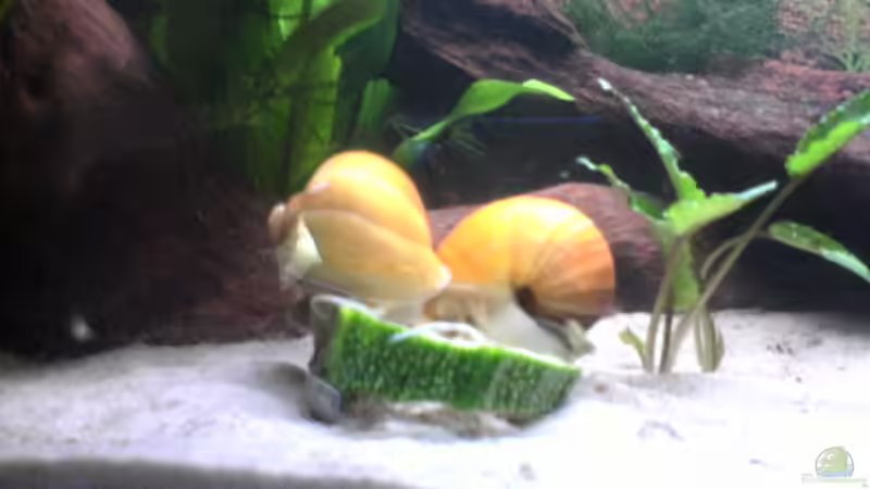 mmmhhh lecker !!! ;-)) von Thomas Greve (13)