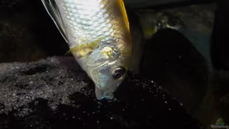 mmmmhhhhhh von jankov (35)