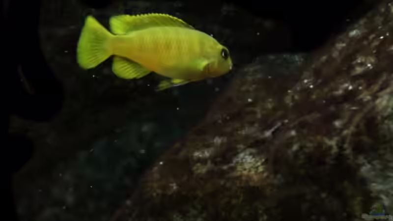 mmmmmh, lecker.... von Philosoph (59)