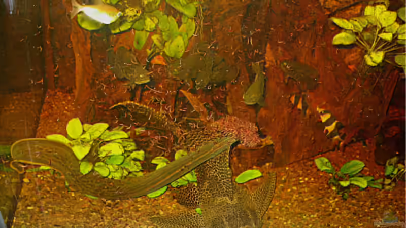 Mmmmmh,lecker!! von Kirsten Schieß (5)