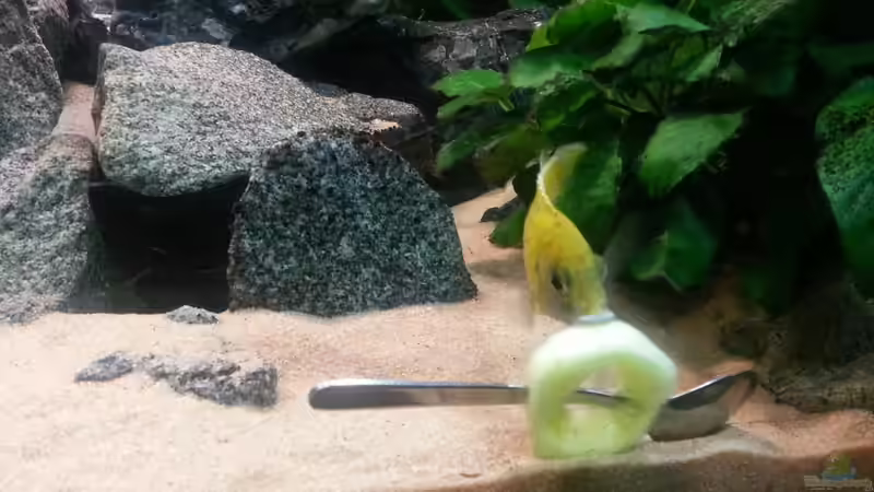 Mmmmmmmmh, lecker von Udo Lehr (38)