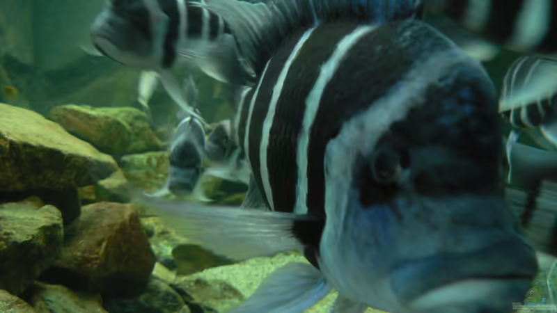 Moba-01 von Baeltes (28)