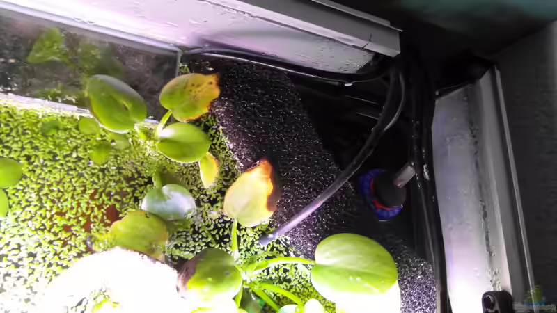 Mobiler Eck HMF / Heizstab von Intershrimpview (6)