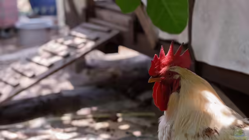 Mobiler Hühnerstall im Garten - artgerechte Hühnerhaltung mit Flexibilität und System