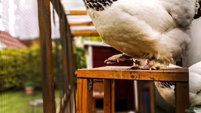 Mobiler Hühnerstall im Garten - artgerechte Hühnerhaltung mit Flexibilität und System