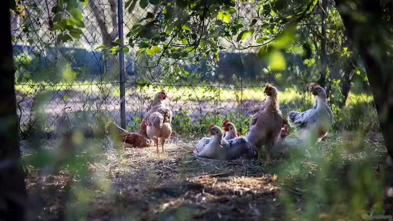 Mobiler Hühnerstall im Garten - artgerechte Hühnerhaltung mit Flexibilität und System