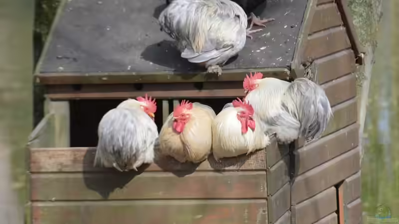 Mobiler Hühnerstall im Garten - artgerechte Hühnerhaltung mit Flexibilität und System