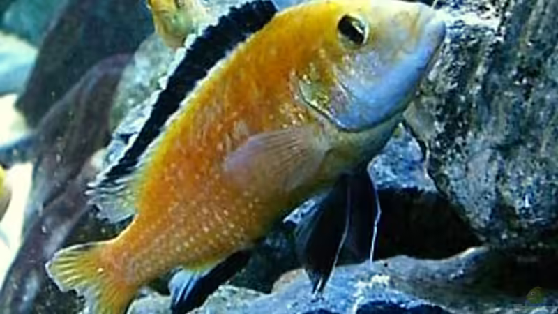 Moby Dick :D von Christian Dornieden (47)