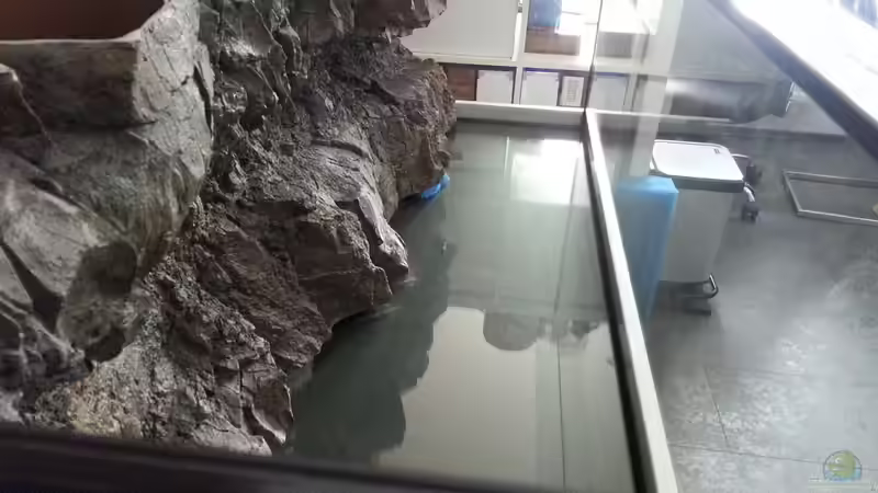 Modell Timor von Rockzolid von ~MISCHA WILKEN~ (12)