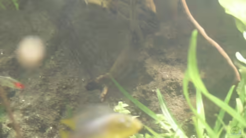 modellierte Rückwand von Dschinn (43)