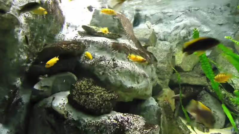 Modellierter Felsen linke Seite von Mbuna Mick (30)