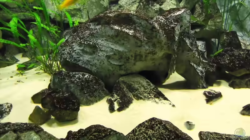 Modellierter Felsen mit Höhle  von Mbuna Mick (29)