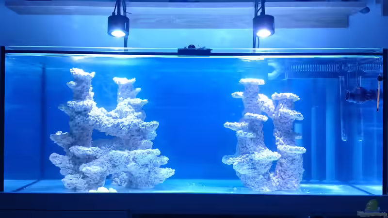 Moderne LED-Beleuchtung für Aquarien: Die beliebtesten Hersteller und Modelle