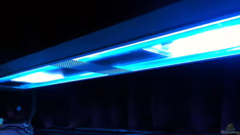 Moderne LED-Beleuchtung für Aquarien: Die beliebtesten Hersteller und Modelle