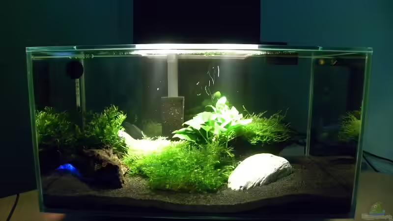 Moderne LED-Beleuchtung für Aquarien: Die beliebtesten Hersteller und Modelle