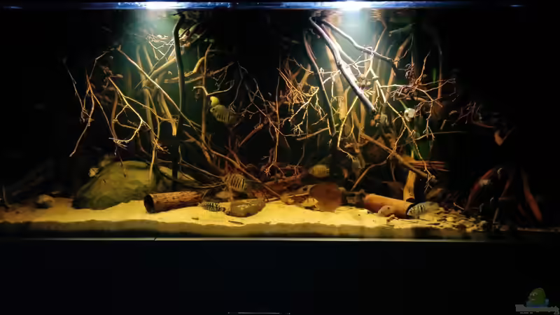 Moderne Lichtsteuerung: Abenddämmerung im Aquarium