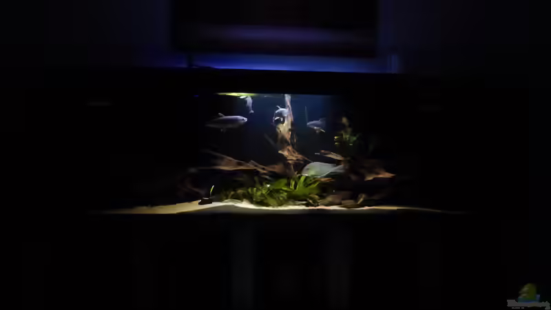 Moderne Lichtsteuerung: Abenddämmerung im Aquarium